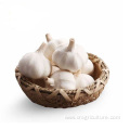 Top Quality New White Garlic Price